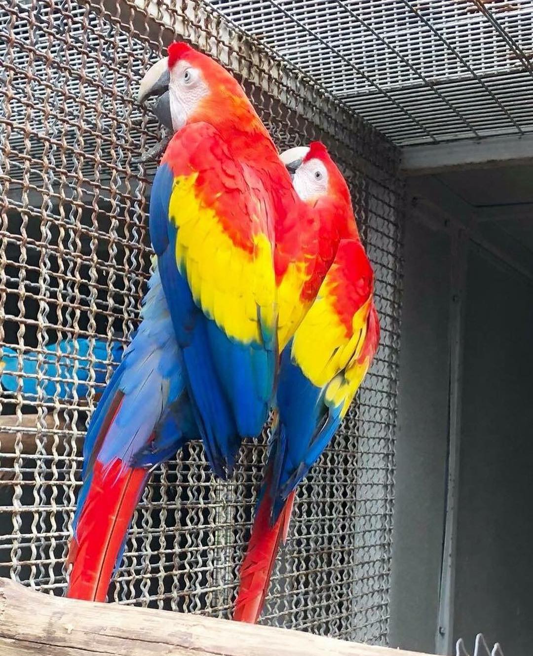 Macaw scarlet shop for sale