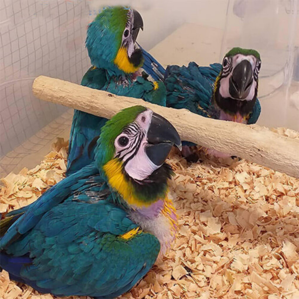 BLUE AND GOLD MACAW CHICKS